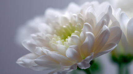 Fototapeta premium Serene White Chrysanthemum Bloom: Capturing the intricate beauty of a delicate white chrysanthemum, showcasing its elegant petals, creating a sense of purity and tranquility.