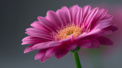 Obraz premium Pink Gerbera Daisy: The captivating beauty of a delicate pink gerbera daisy, its petals unfurling gracefully to reveal a vibrant heart of golden stamens.