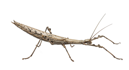 Stick insect camouflage brown insect animal isolated on white background studio shot.