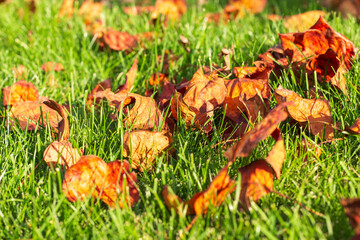 Fallen autumn leaves on the green grass