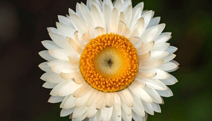 Close-up of a white flower with a vibrant yellow center