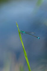 Damselfly with blue-green body on green grass blade, blurred sky background, outdoor nature, close-up, delicate wings, summer.
