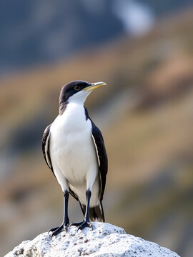 Long-tailed jaeger (Stercorarius longicaudus) closeup perched on rock in Norwegian mountains