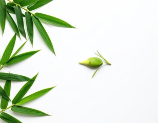 Lush green bamboo leaves frame a single, small, light-green seed pod on a pristine white background