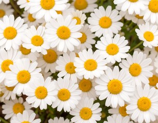Close-up view of many white daisies