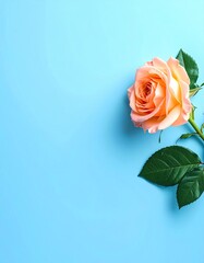 Single peach rose, stem, and leaves on a light blue background, angled right