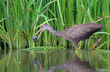 Limpkin (Aramus guarauna) with a captured snail, Houston area, Harris county, Texas, USA.