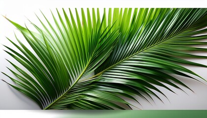 Obraz premium Lush Green Palm Leaves Isolated On Transparent Background Creating A Vibrant Tropical Scene With Detailed Textures And Natural Light