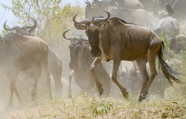 A herd of blue wildebeest (Connochaetes taurinus) moving in clouds of dust during the Great Migration, Masai Mara National Reserve, Kenya.