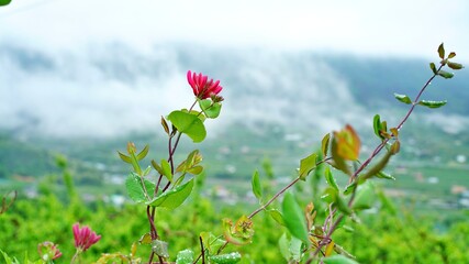 Red Honeysuckle and Morning Fog
