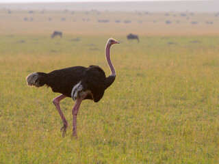 East African Masai ostrich (Struthio camelus massaicus) male walking in savanna at the evening, with herds of grazing antelopes on the background, Masai Mara National Reserve, Kenya.