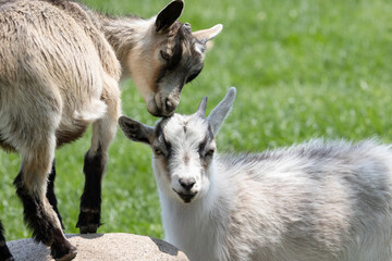 Nigerian Dwarf Goats, Capra aegagrus hircus, Baby Goats in Pasture Close-Up