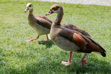 Two Egyptian geese walking on grass