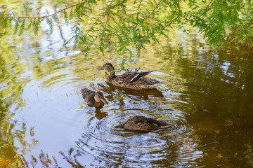 A duck and her family swim in a lake