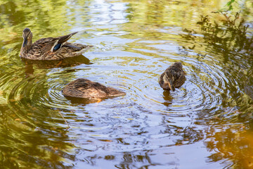 A duck family swims on the water. A wild bird