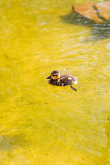 A little duckling swims, next to text box