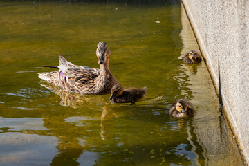 Duck swimming with ducklings in pond near the place for text