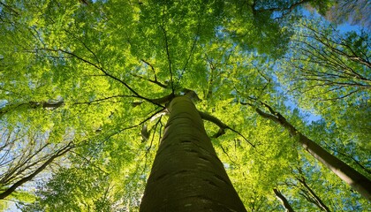 Fototapeta premium Looking Up Into The Beech Tree With Fresh Green Spring Leaves