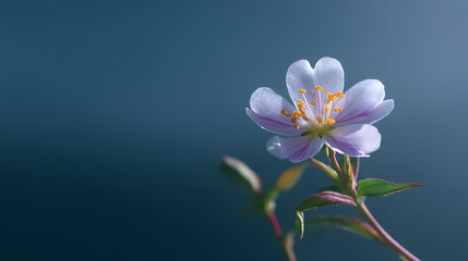 Obraz premium Solitary Bloom: A close-up showcases a delicate, single flower in full bloom, revealing intricate petal details against a serene gradient backdrop.
