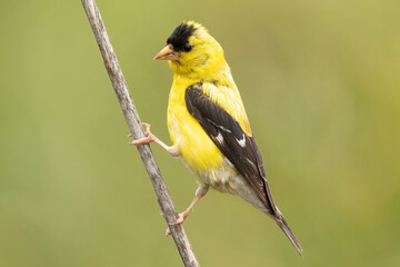 American Goldfinch, Spinus tristis, Yellow Bird Perched