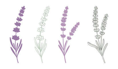 Four stylized lavender sprigs in purple and green line art herb plant