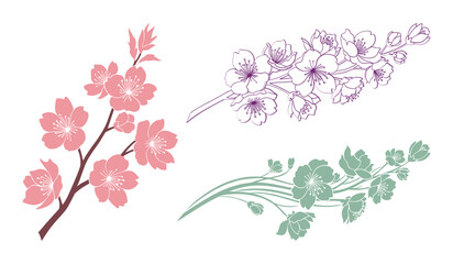 Pink purple and green cherry blossom branches isolated on white background sakura flower