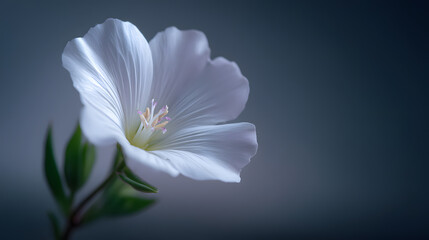 Floral Elegance: The image captures a pristine white flower in exquisite detail, its delicate petals gracefully unfurling against a soft, subtle backdrop.