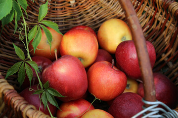 Apples in a basket. Ripe red and yellow apples in a wicker basket. Juicy fruits. Apple harvest in the garden. Vitamins. Food. Close-up of apples. Apple
