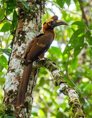 A brown hornbill perched in a lush forest