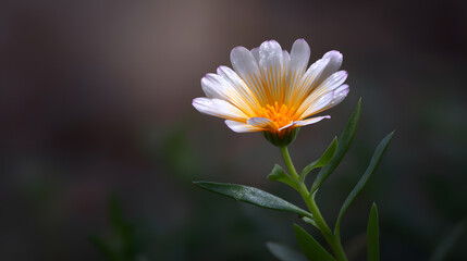 Daisy's Delicate Glow: A close-up of a daisy displays pristine white petals and a vibrant yellow center, beautifully lit, showcasing the exquisite beauty of nature's design.