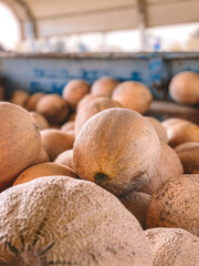 cantaloupes