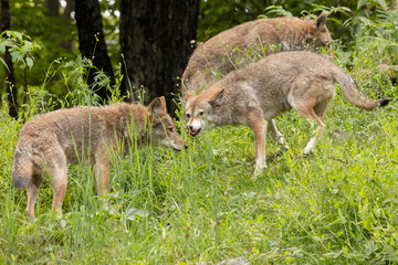 Coyotes, Canis latrans, Wild Pack in Grass