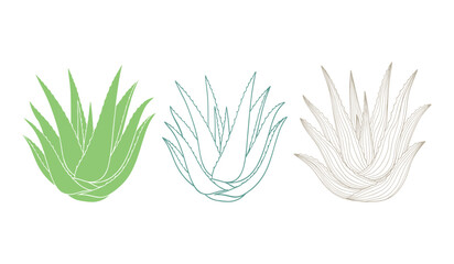 Three stylized aloe vera plants in green teal and beige line art succulent