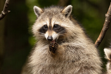 Raccoon, Procyon lotor, Wildlife Portrait