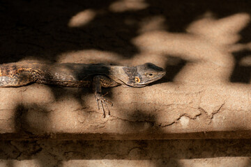 Spiny-tailed iguana, native lizard from the desert of Mexico, top view