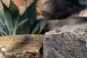 small tiny lizard at the sonora desert