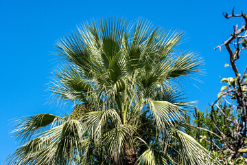 Palm tree at the sonora desert