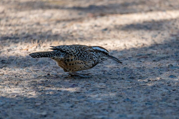 A cactus wren in the Sonoran Desert, searching for seeds and insects on the ground