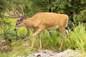 White-tailed Deer, Odocoileus virginianus, Buck with Antlers