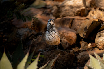 A close-up of a cactus wren in the Sonora Desert, surrounded by rocky terrain and flora, front view