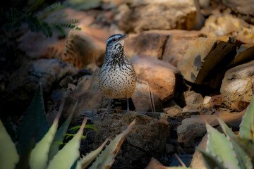 A close-up of a cactus wren in the Sonora Desert, surrounded by rocky terrain and flora