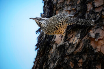 A cactus wren stands on a tree in the Sonora Desert
