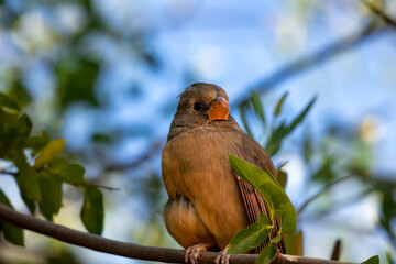 A sick female cardinal perches on a tree branch in the desert. This is a lateral view.