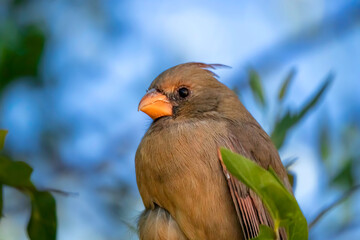 A female cardinal perches on a tree branch in the desert, lateral low angle close-up shot seeing to the camera