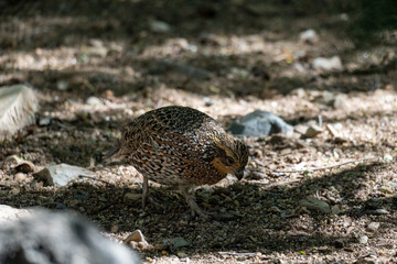 small quail with shades over its body, real and high contrast photo