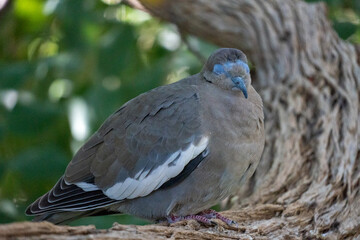 White-winged dove close-up view of the bird sitting on a branch, closed eyes