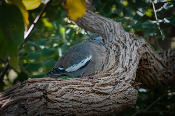 White-winged dove, full-body view of the bird sitting on a branch, lateral view