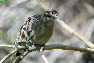 A white-winged dove sitting with leaves shading its body. close-up shot
