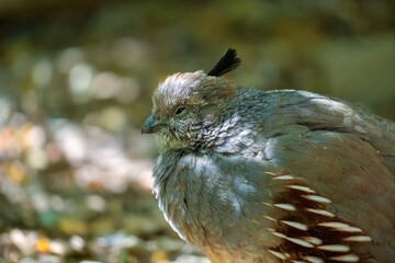 A female Gambel's quail in a lateral close-up with closed eyes