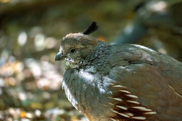 young female Gambel's quail in a lateral close-up view